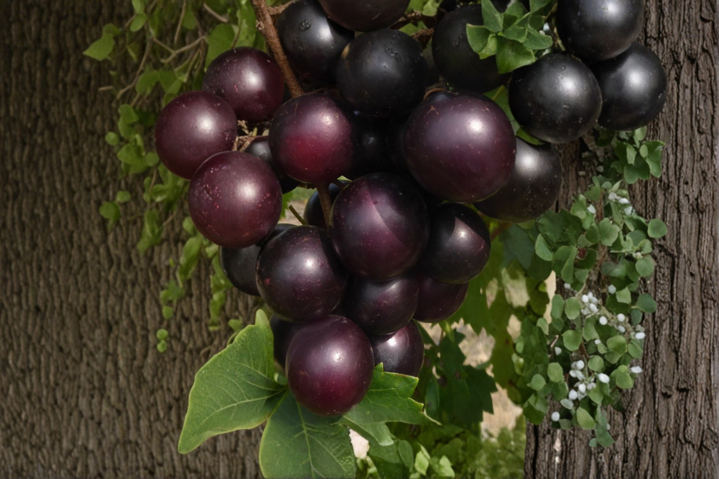 Muscadine Grape Seeds Giant Fruit Vine 10 Seeds for Garden Trellis and Outdoor Growing