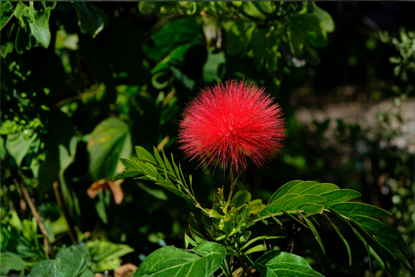 Red Dwarf Powder Puff Live Starter Plant – Calliandra haematocephala