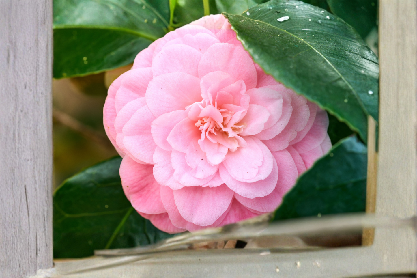 Pink Perfection Camellia Live Starter Plant Camellia Japonica Pink Flower Evergreen Shrub Rooted Plant