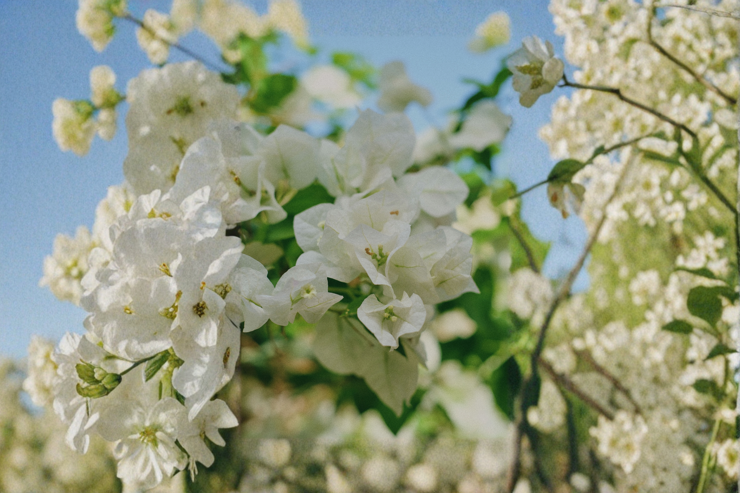 White Bougainvillea Live Vine – 6 Inch Pot with Trellis – Fast-Growing – Bougainvillea spp.