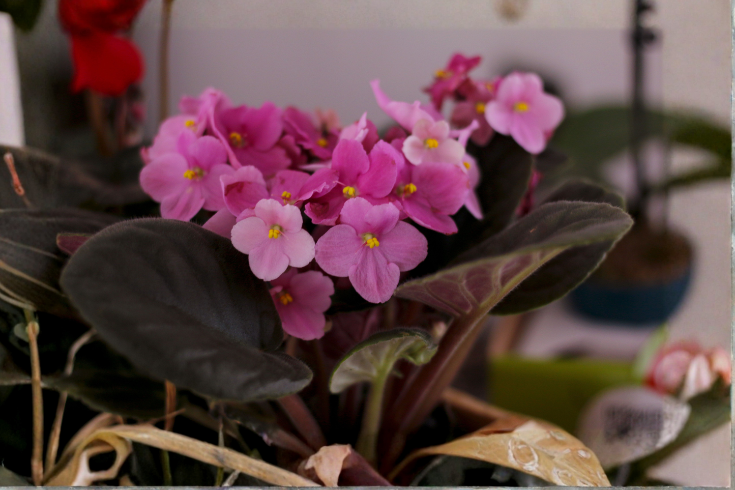 SK-Vernisazh African Violet Live Plant – Micro Mini – Saintpaulia ionantha