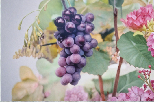 Champanel Grape Vine 1 Gal Live Plant Sweet Dark Grapes Climbing Vineyard Vine Outdoor Garden Fruit Plant