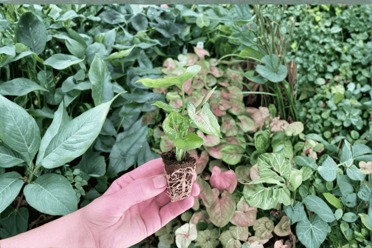 Syngonium ‘Mango Allusion’ 2 Live Starter Plants – Soil Pods