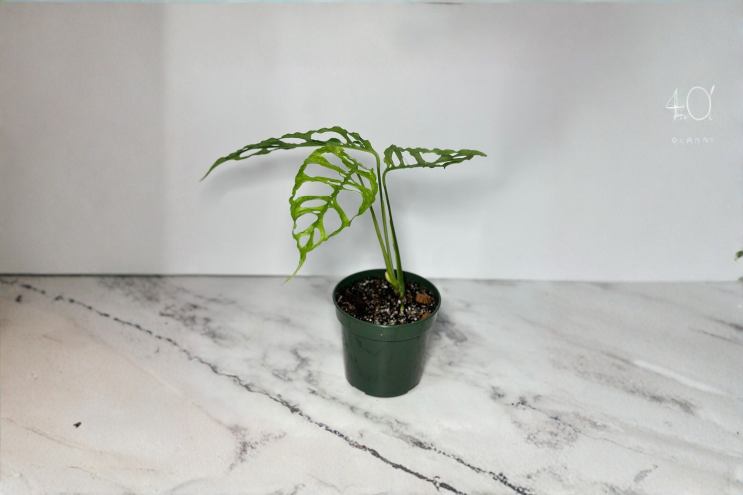 Monstera Obliqua Peru Live Plant Rare Split Leaf Monstera 3-4 Inch Pot Tropical Indoor Houseplant Gift