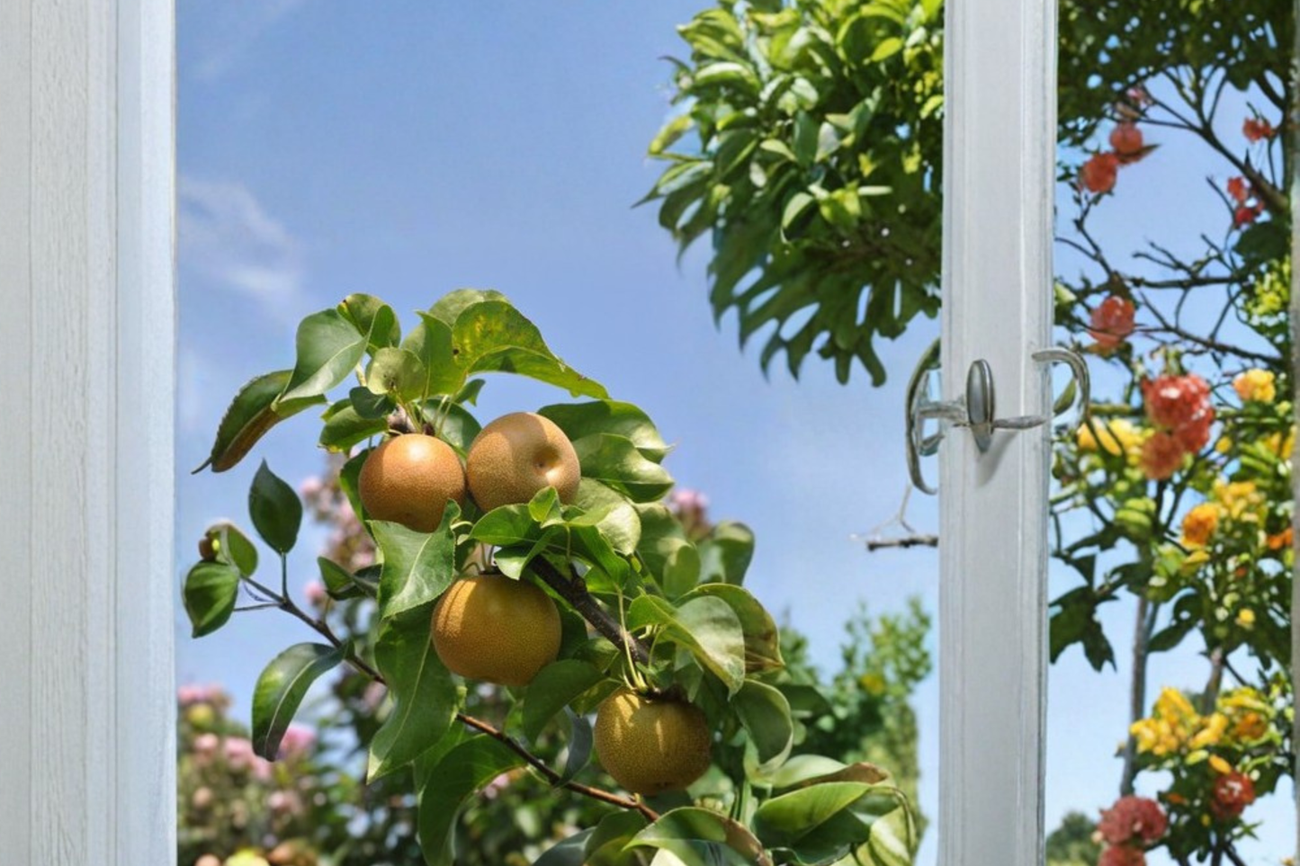 Shinko Asian Pear Tree Live Plant 4–6 Ft Fruit Tree, Asian Pear for Garden Orchard, Deciduous Backyard Tree