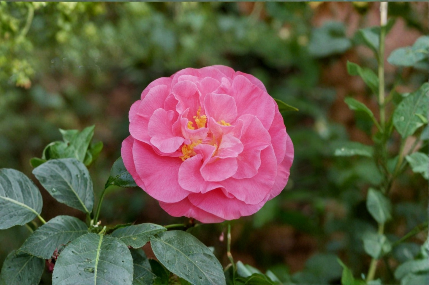 Japanese Camellia ‘Marie Bracey’ 1 Gallon Live Plant – Camellia japonica Pink Flowering Evergreen Shrub