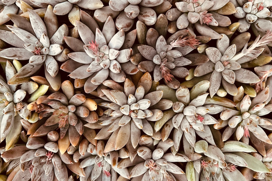 Crested Ghost Graptopetalum Live Cutting – Rare Succulent Garden Plant