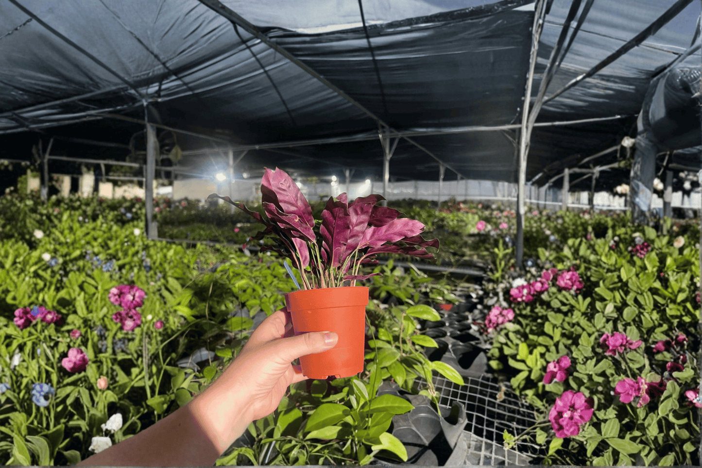2 Calathea Lancifolia 'Rattlesnake' Live Plants – 4-Inch Pots – Goeppertia insignis (Syn. Calathea lancifolia)