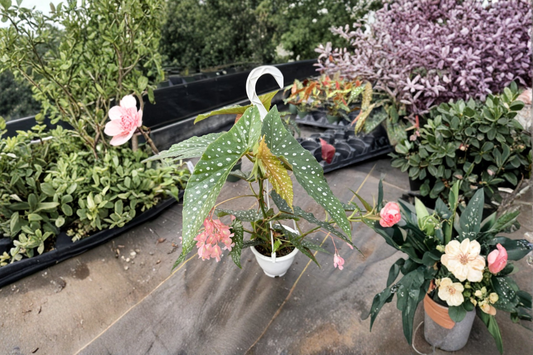 Begonia White Ice Live Plant Angel Wing Begonia Hanging Houseplant Rooted 4.5 Inch Pot Decor Gift