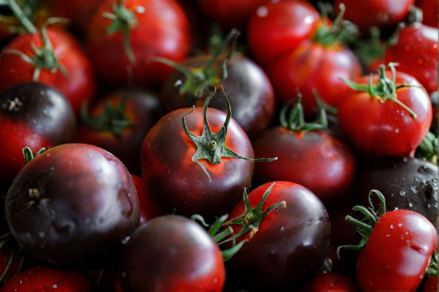 4 Cherokee Purple Tomato Live Plants 6–10 Inches Tall – 60+ Days Old – Solanum lycopersicum