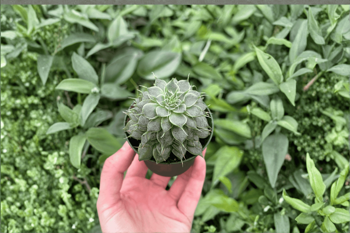 Echeveria ‘Silver Star’ 2 Live Starter Plants – 2-Inch Starter Size