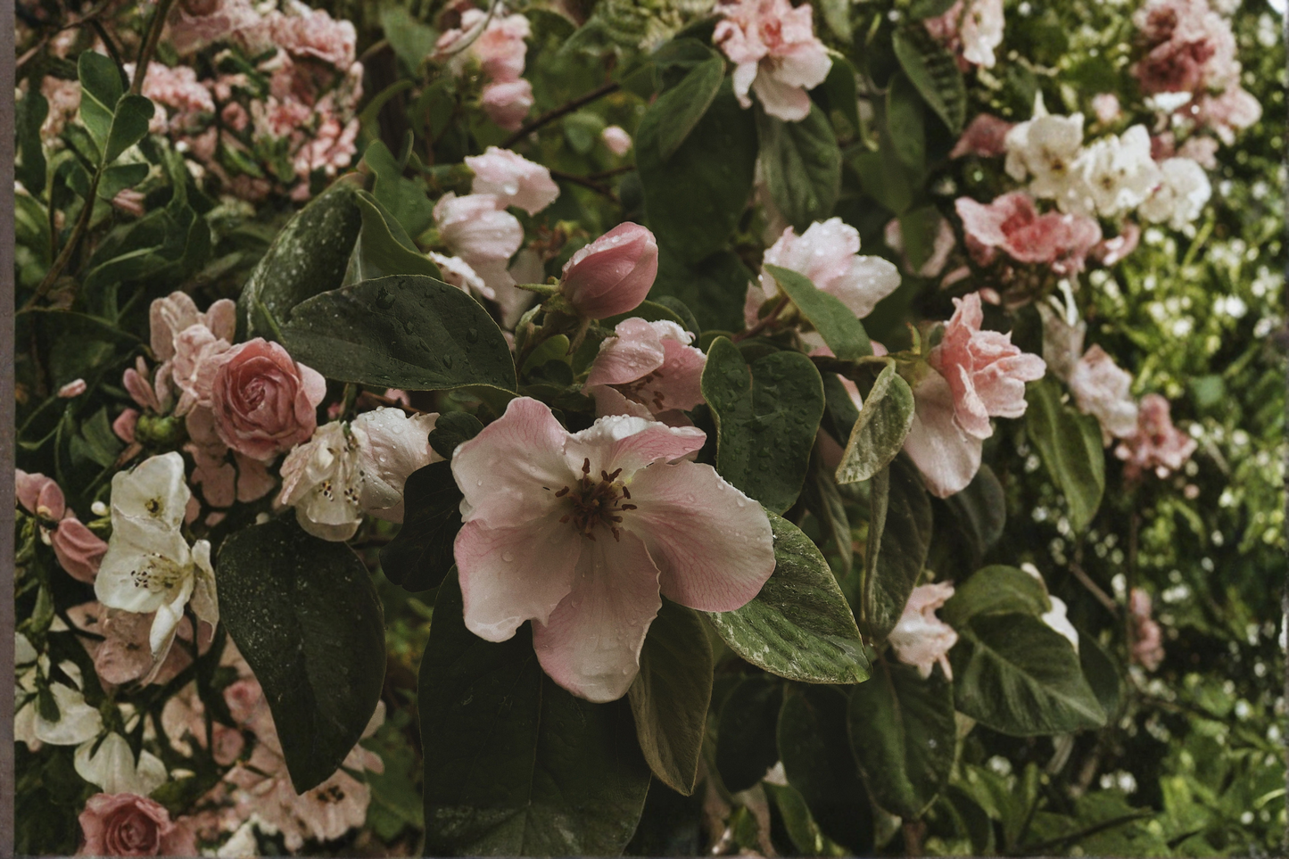 Cameo Flowering Quince Live Plant 3.5 Inch Pot Apricot Flower Shrub Chaenomeles Cameo Spring Blooming Plant