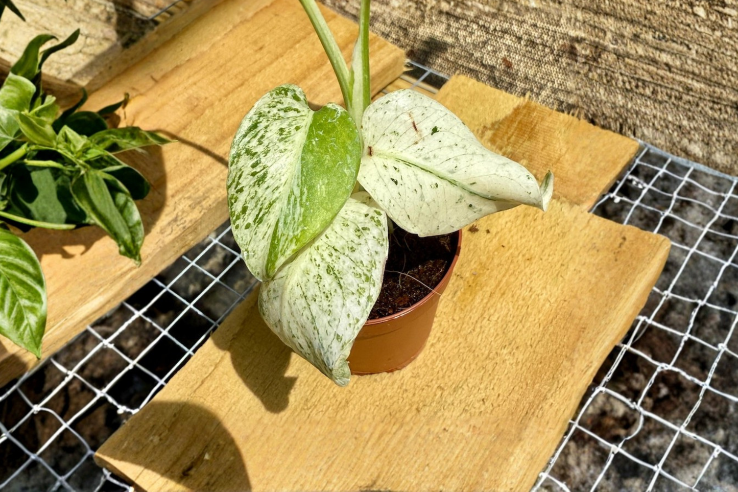 Monstera White Monster Live Plant Variegated Monstera Albo 2 Inch Pot Rare Indoor Houseplant Starter Plant