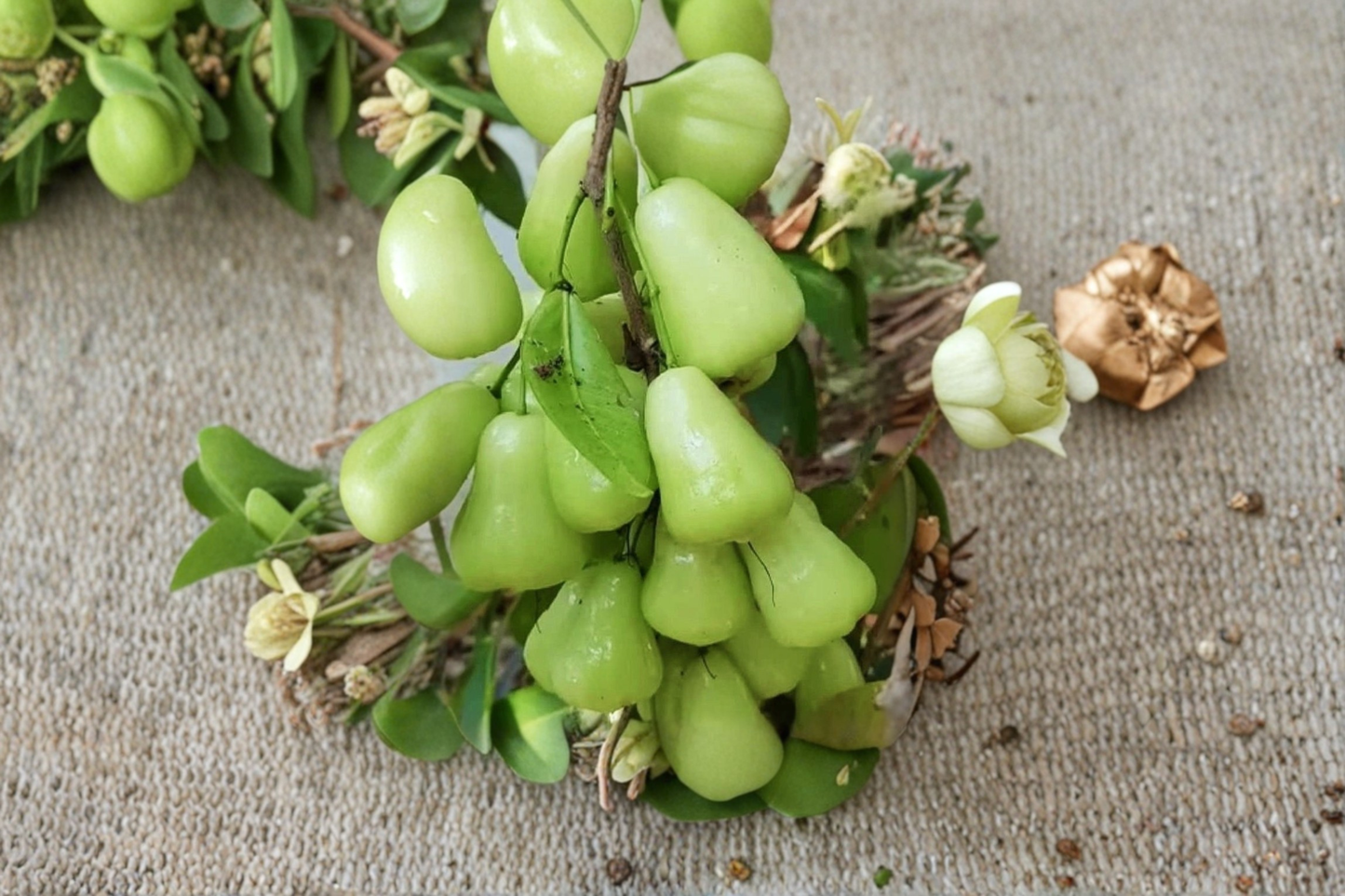 Green Wax Apple Tree Air Layered Live Plant 3 Gallon Pot Jumbo Tropical Fruit Tree Java Apple No Ship to California