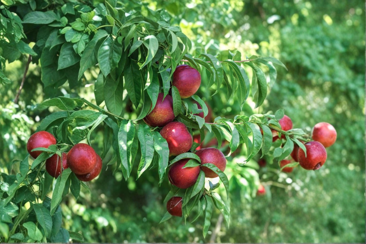 Snow Queen Nectarine Tree Live Plant 4–6 Ft Fruit Tree, Nectarine Tree for Garden Orchard, Deciduous Backyard Tree