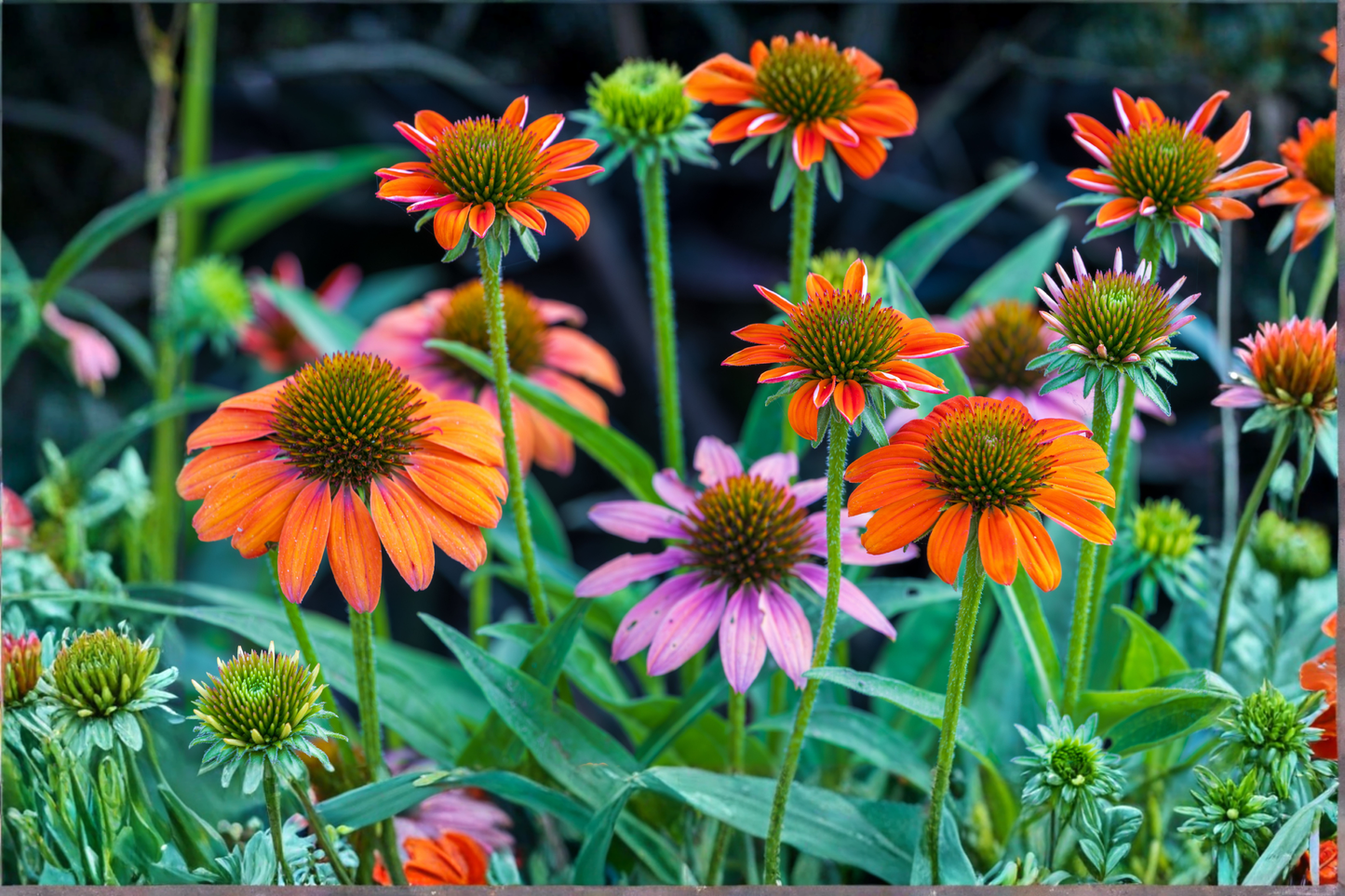 Echinacea 'Cheyenne Spirit' 4 Live Perennial Plugs – Echinacea Hybrid