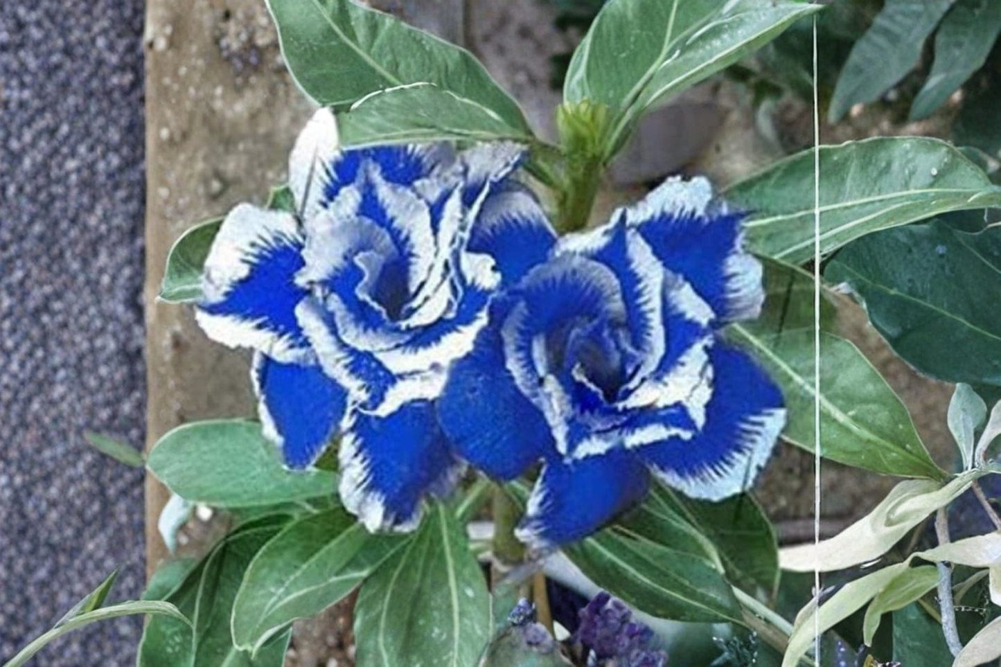 Desert Rose Triple Crown Seeds Adenium Obesum 10 Seeds for Indoor Pot and Outdoor Garden Growing
