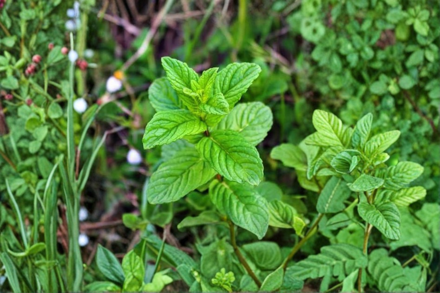 Peppermint Live Herb Plants – Set of 5 Bare Root – Edible Aromatic Mentha × piperita