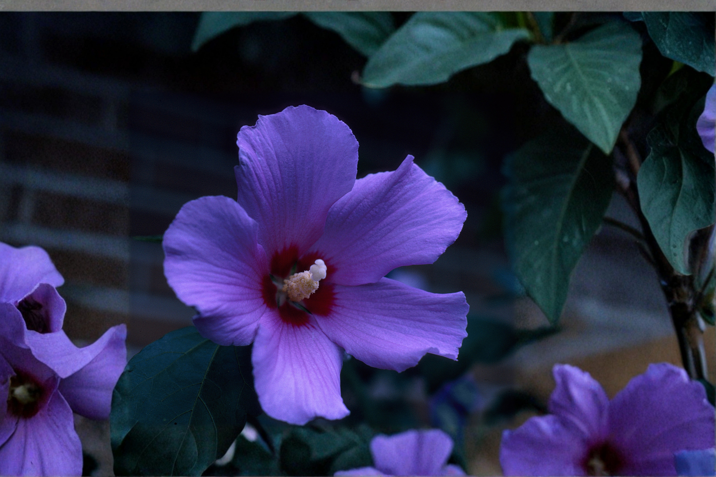 Rose of Sharon Hibiscus Live Plants Set of 2 Rooted Starter Seedlings Purple Flower Shrub Transplants