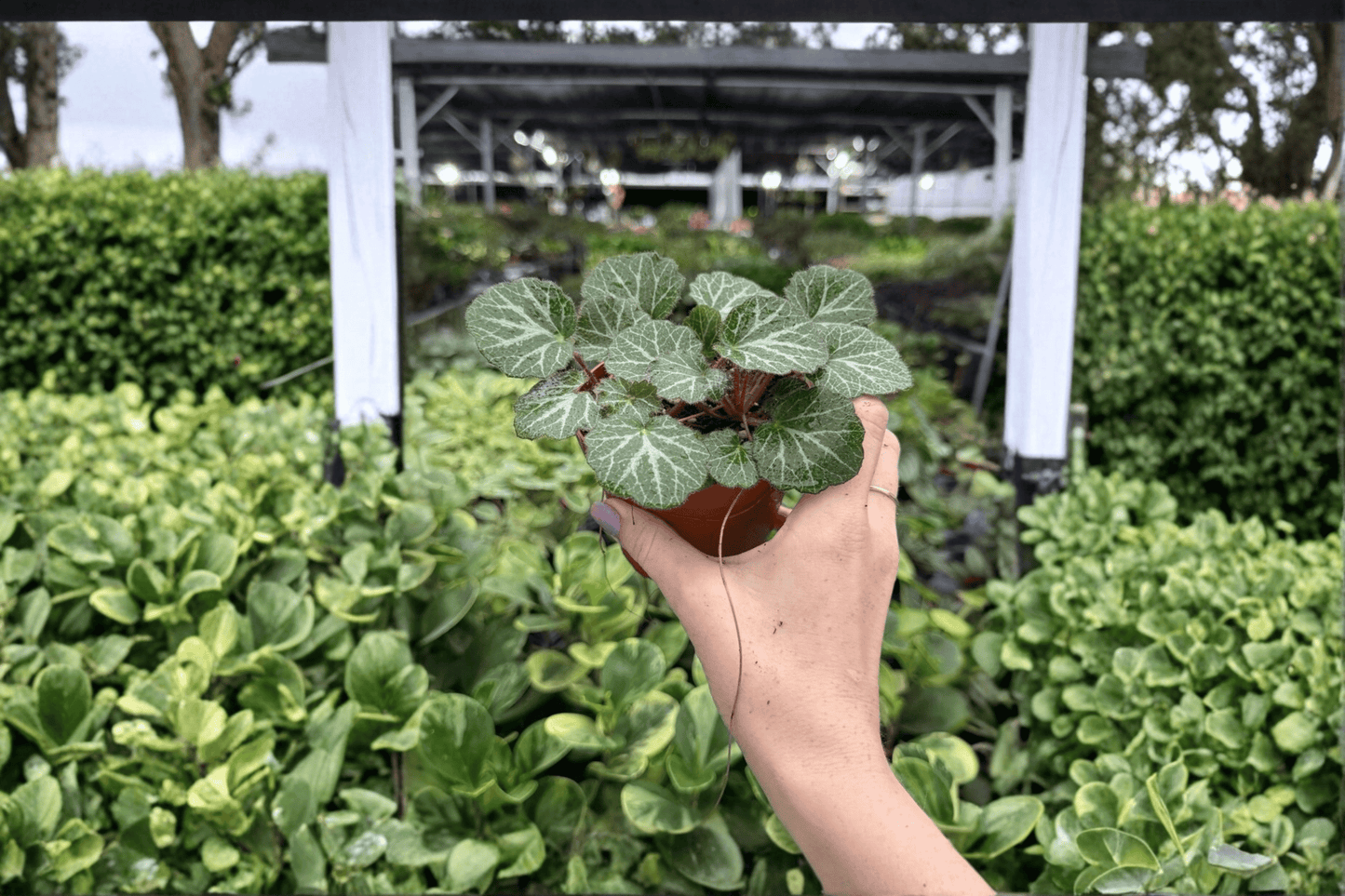 Strawberry Begonia 2 Exact Live Plants – 4-Inch Pots – Saxifraga stolonifera