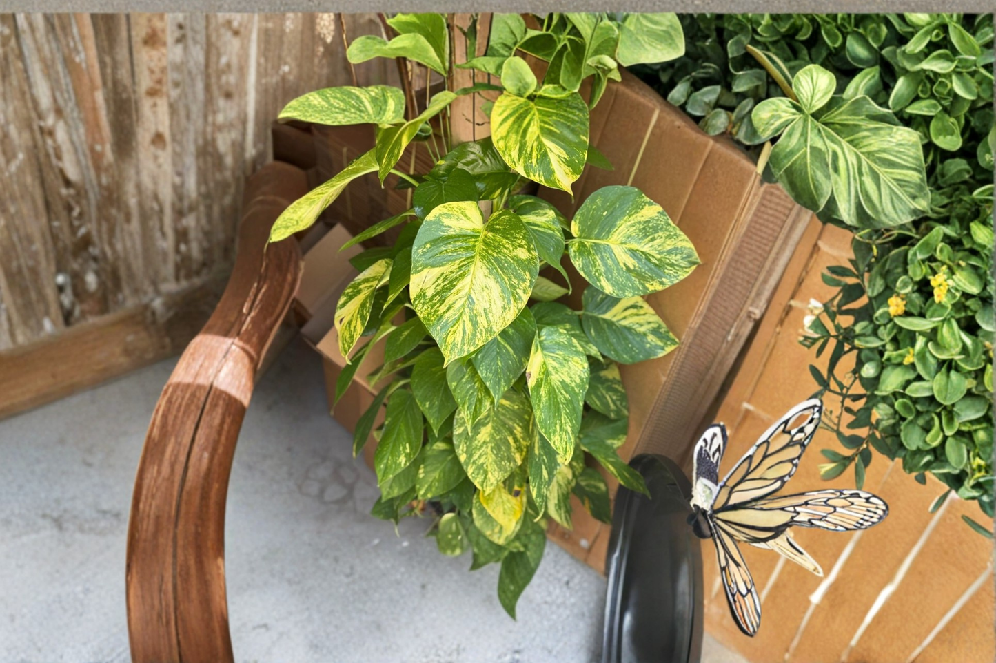Golden Hawaiian Pothos Live Plant Large Leaf Pothos Totem Pole 8 Inch Pot Indoor Tropical Houseplant Gift