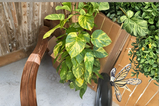 Golden Hawaiian Pothos Live Plant Large Leaf Pothos Totem Pole 8 Inch Pot Indoor Tropical Houseplant Gift