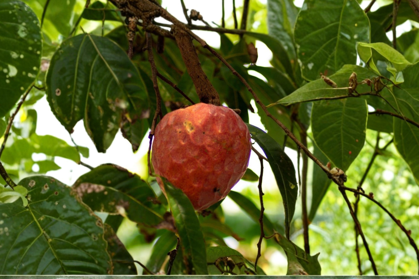 Red Custard Apple Tree Live Plant 2ft Tall Annona Reticulata Tropical Fruit Tree Backyard Garden No Ship to California