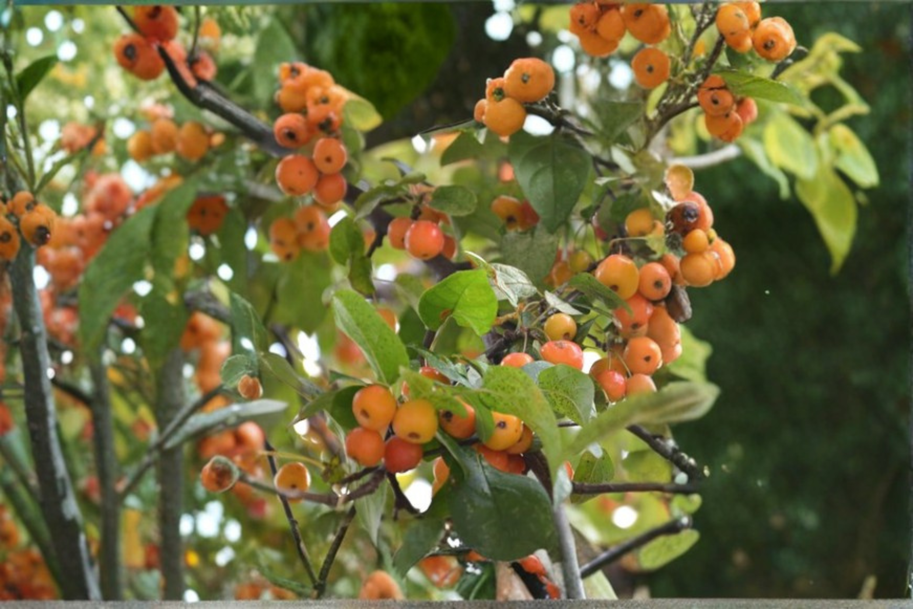 Harvest Gold Crabapple Tree Live Plant 4–6 Ft Fruiting Tree, Ornamenta ...