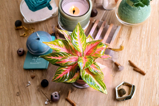 Aglaonema Panama Pink Live Plant Pink Variegated Chinese Evergreen Tropical Indoor Starter Houseplant Gift