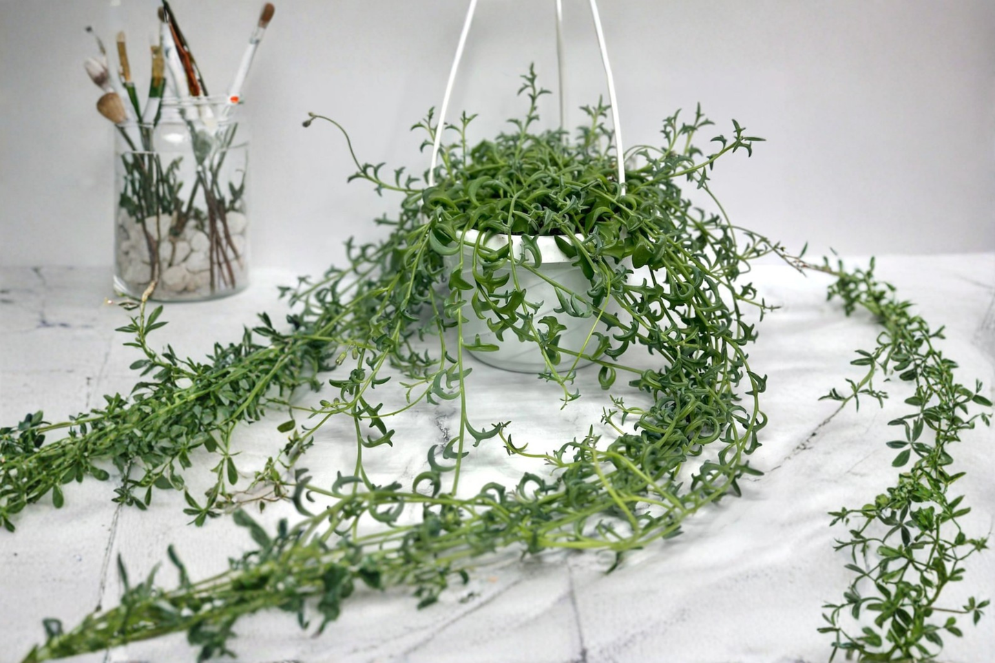 String of Pearls Live Succulent Plant 6 Inch Pot Trailing Indoor Houseplant Rare Hanging Plant Gift Décor