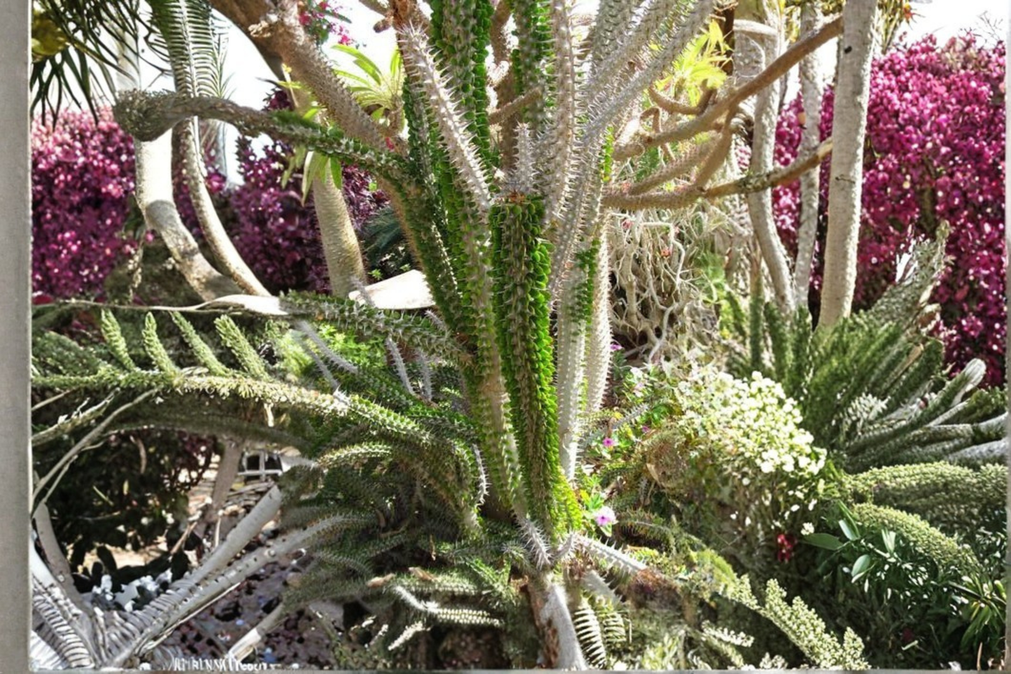 Madagascar Ocotillo Live Plant – Alluaudia procera Healthy Succulent Shrub