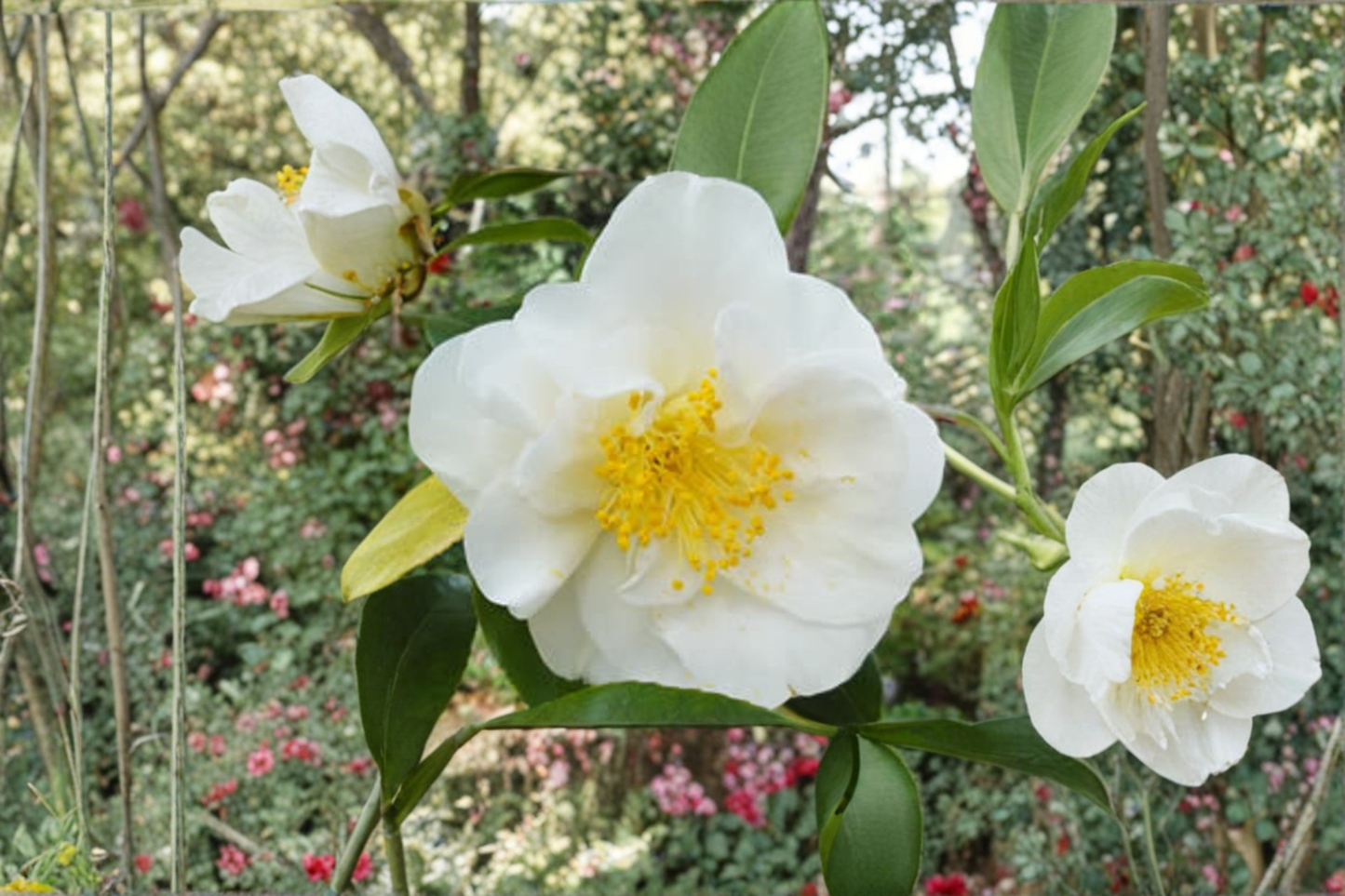 Japanese Camellia ‘White Empress’ 3 Gallon – Camellia japonica White Evergreen Flowering Shrub