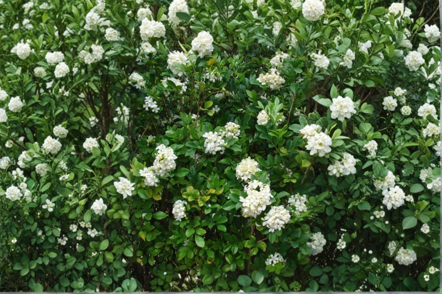 Orange Jasmine Tree Air Layered Live Plant 2-3ft Tall Murraya Paniculata Fragrant Garden Plant No Ship to California