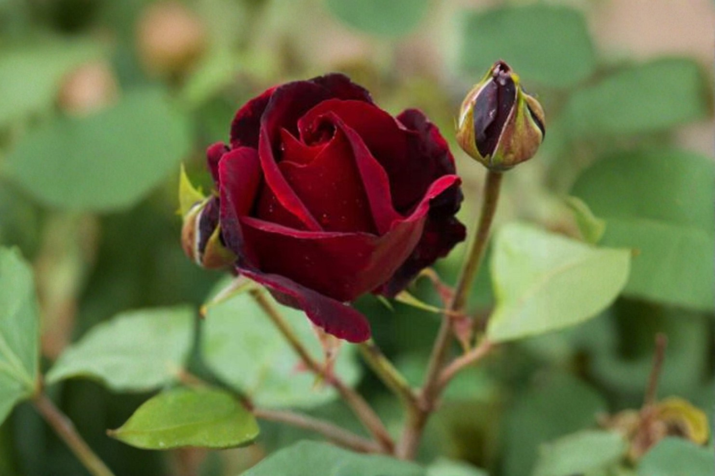 English Red and Purple Rose Seeds Rare Flower Bush 20 Seeds Ornamental Garden Rose for Outdoor Planting