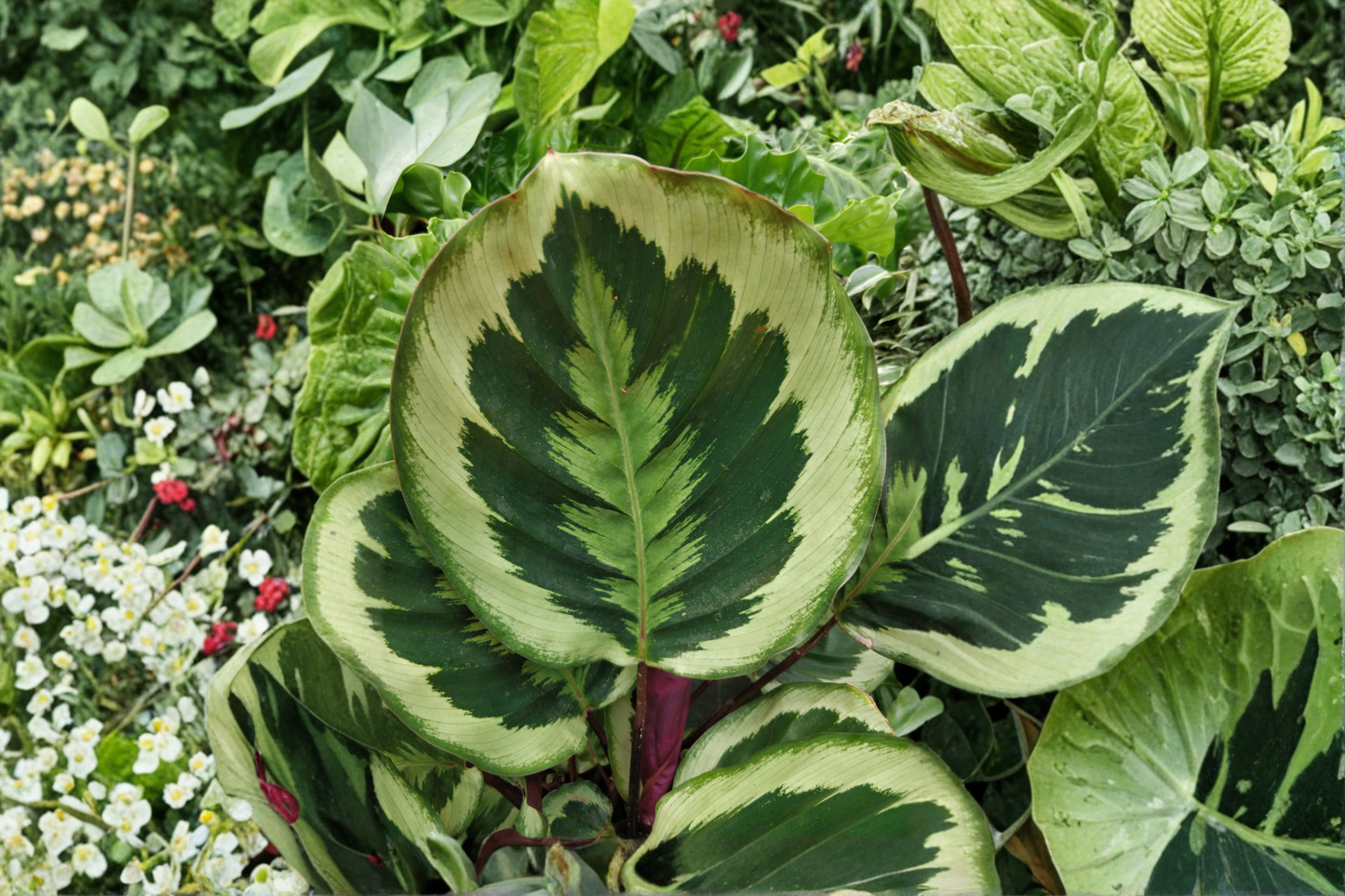 Calathea Medallion Live Tropical Houseplant in 6-Inch Pot – Goeppertia veitchiana
