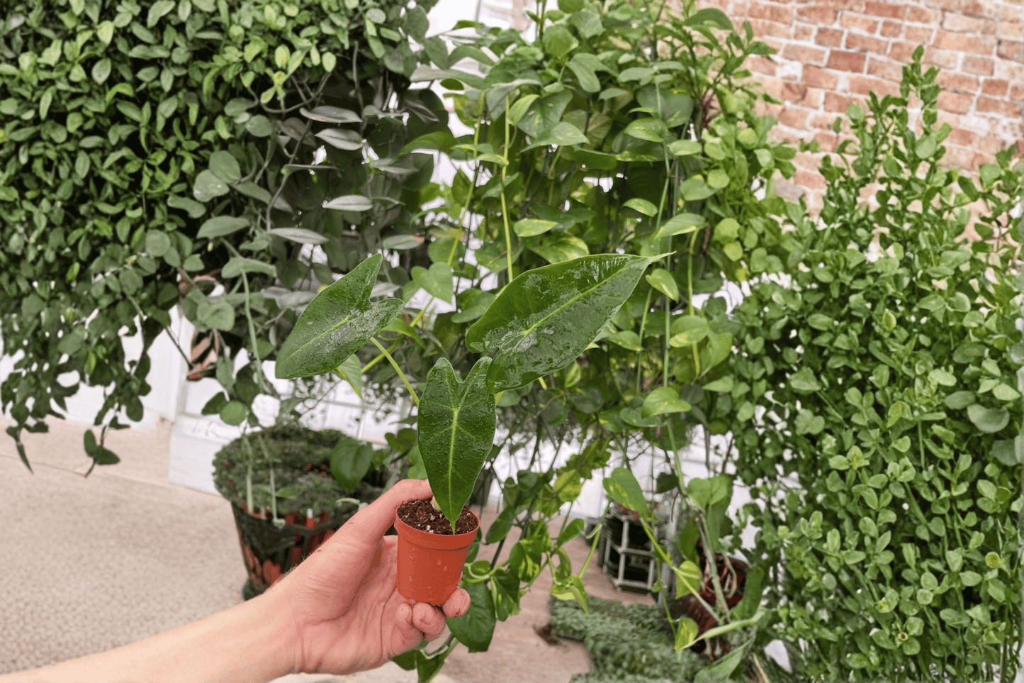 2 Alocasia Frydek Live Starter Plants – Bare Root Green Velvet Alocasia
