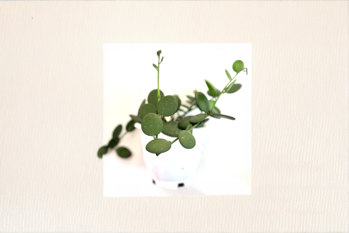 String of Nickels Live Plant Xerosicyos Danguyi Silver Dollar Vine Succulent Indoor Plant Gift Decor