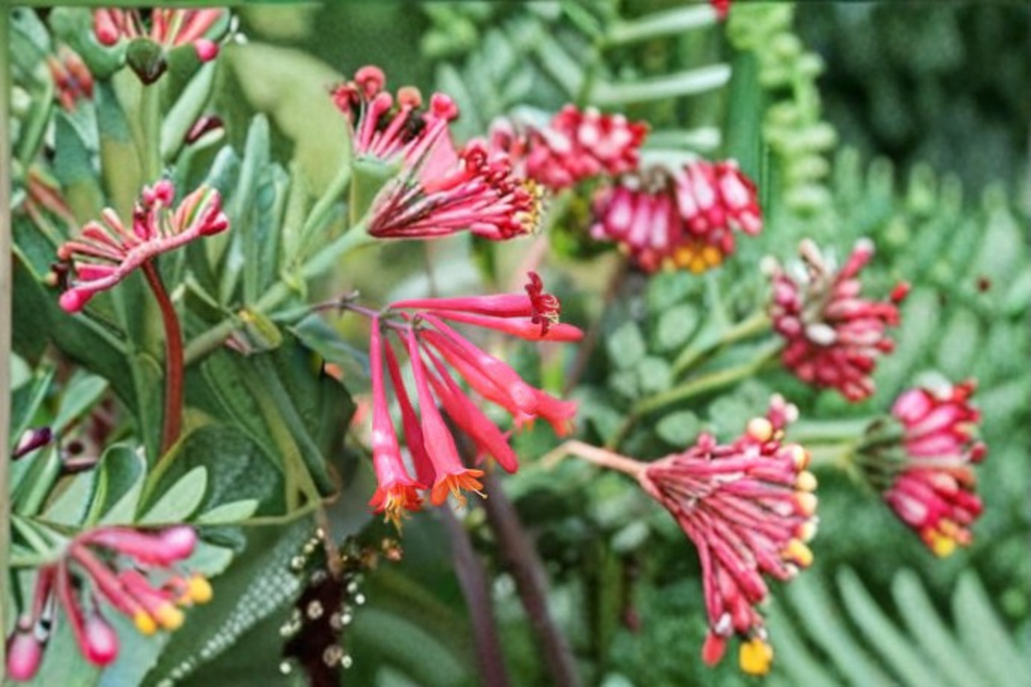 Arnolds Red Honeysuckle Vine 1 Gal Live Plant Red Flowering Climbing Vine for Garden Trellis Outdoor Landscape