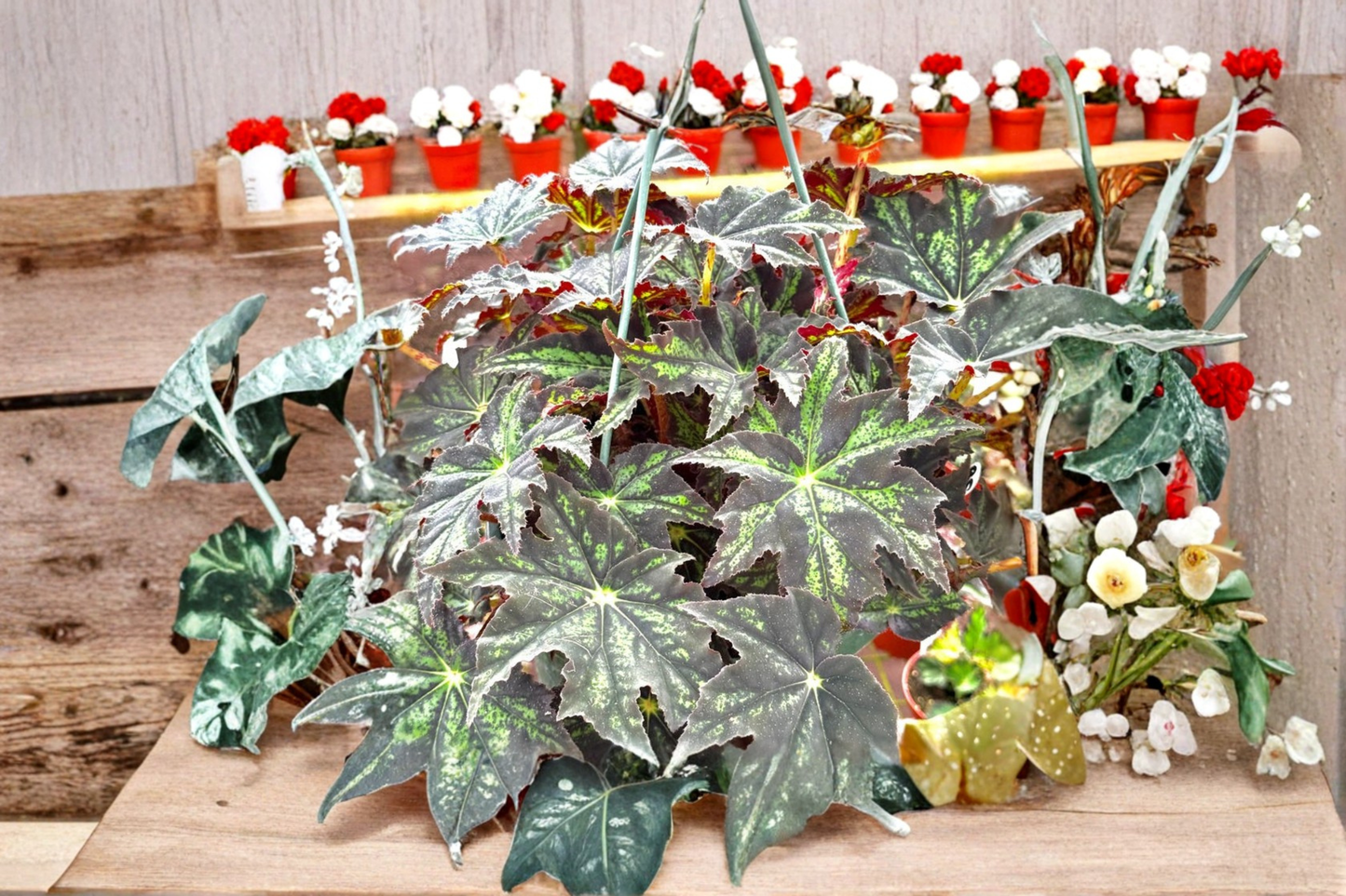 Begonia U578 Live Plant Rex Begonia Variegated Indoor Houseplant Blue Foliage Tropical Plant in 4 Inch Pot Gift