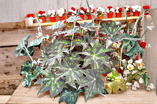 Begonia U578 Live Plant Rex Begonia Variegated Indoor Houseplant Blue Foliage Tropical Plant in 4 Inch Pot Gift