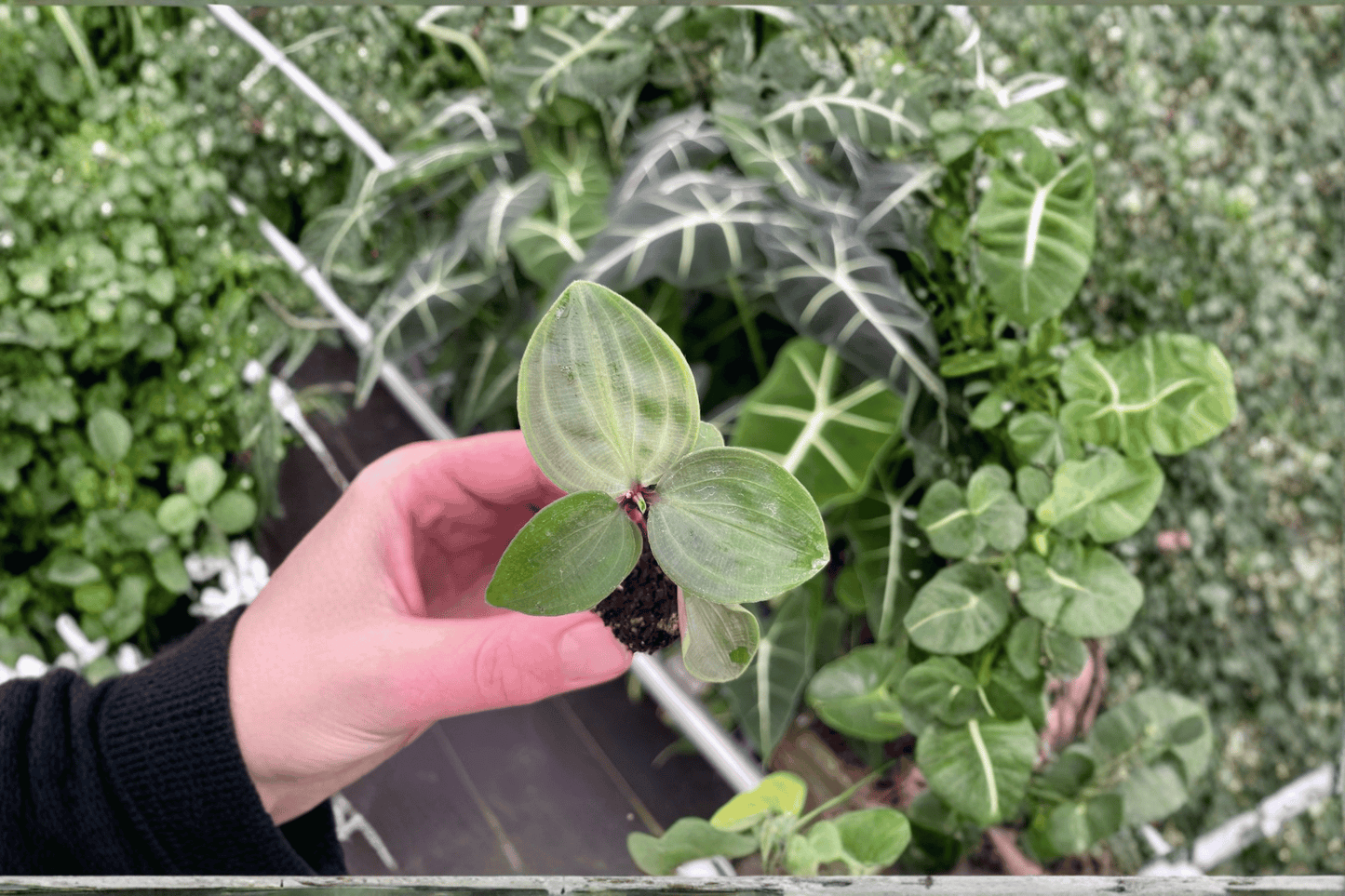 2 Geogenanthus poeppigii Live Starter Plants – Bare Root Tropical Houseplants