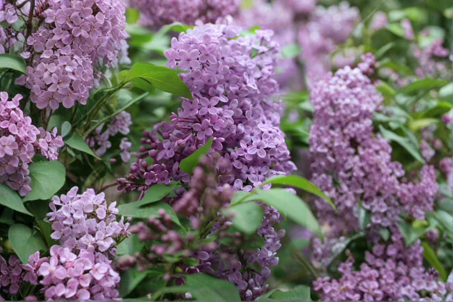 Common Lilac Live Plant – 6–12 Inch Tall – 4 Inch Pot – Fragrant Shrub – Syringa vulgaris