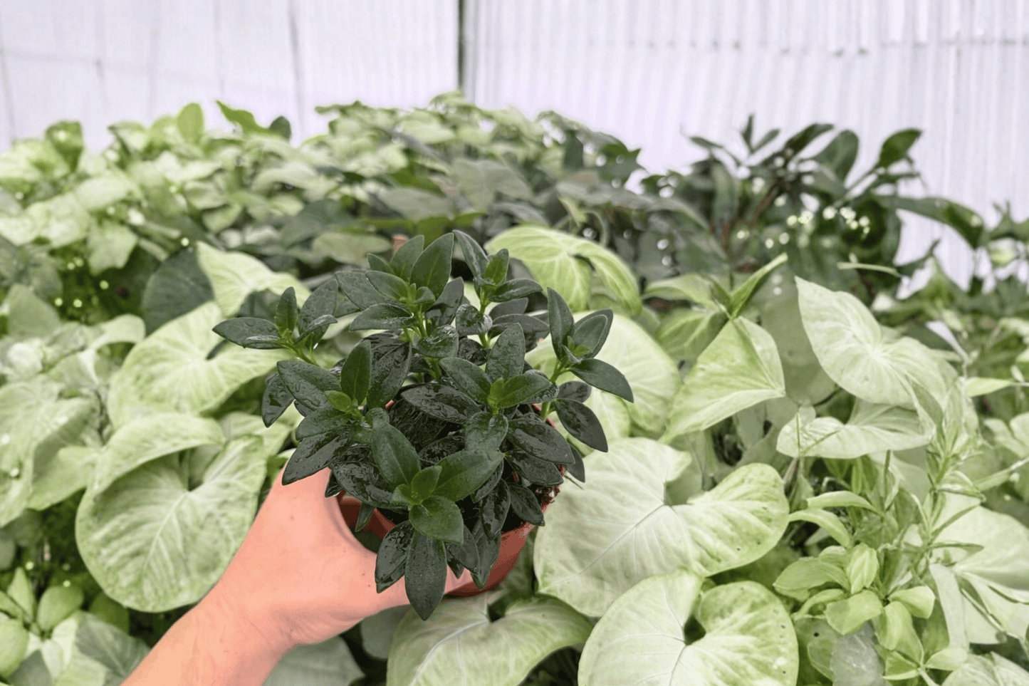 Goldfish Plant Tropicana 2 Exact Live Plants – 4-Inch Pots – Nematanthus ‘Tropicana’