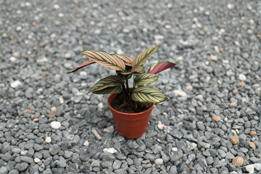 Calathea White Star Live Plant Pink Tropical Houseplant 4 Inch Rooted Indoor Rare Calathea Gift Plant