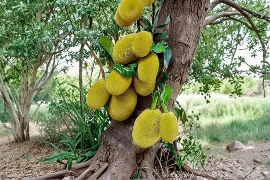 Golden Nugget Jackfruit Tree Grafted Live Plant 2-3ft Tall Tropical Jackfruit Fruit Tree Backyard Garden No Ship to California