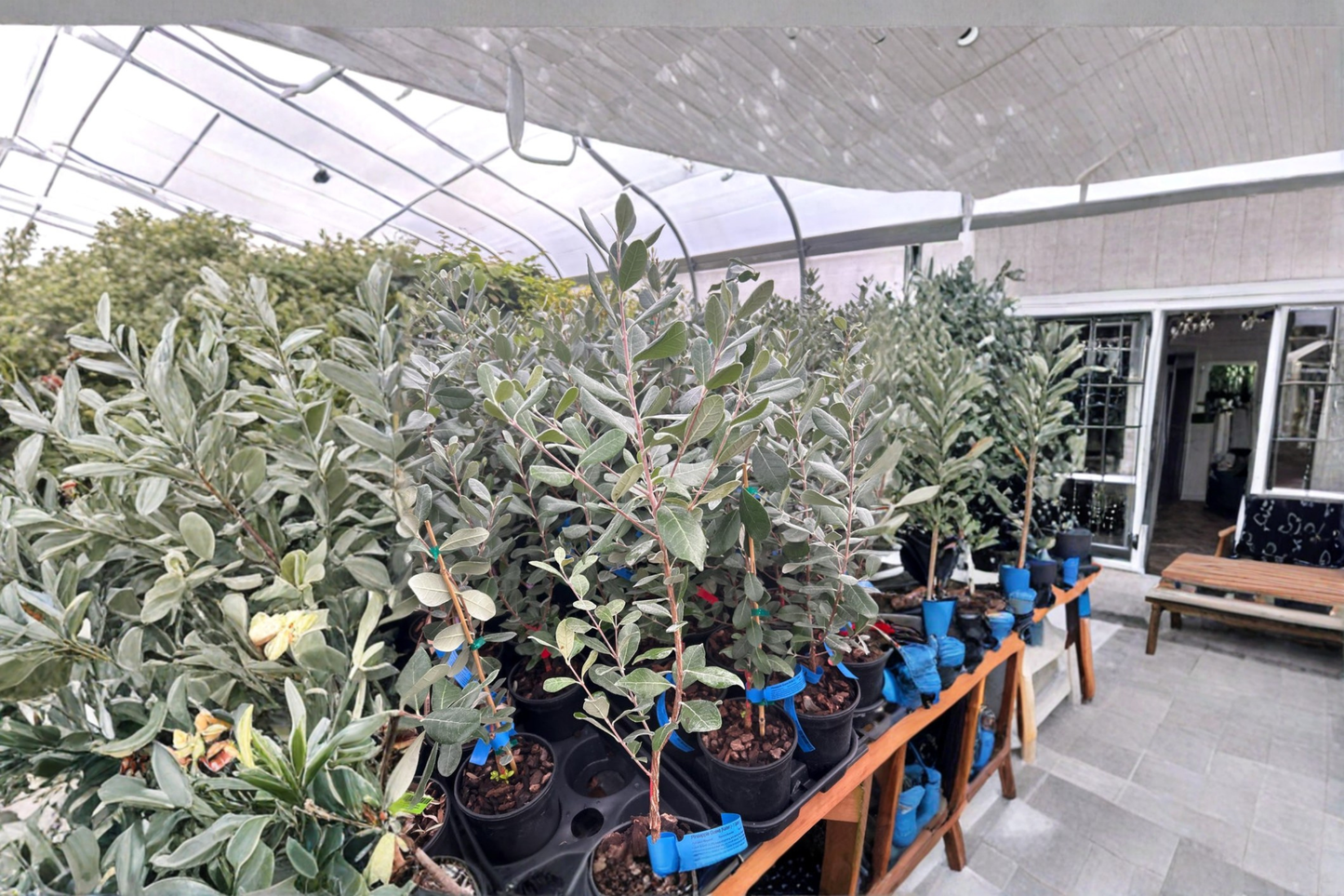 Kaiteri Pineapple Guava Plant Live 1 Gallon Potted Fruiting Shrub Feijoa Plant Evergreen Garden Shrub Ready to Grow
