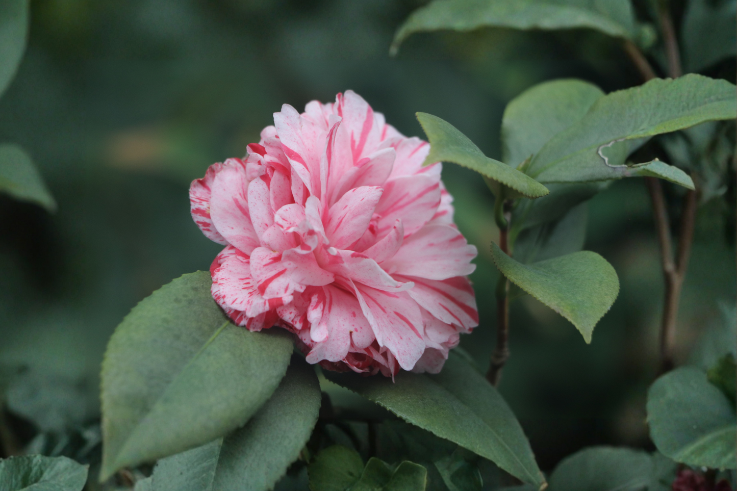 Les Marbury Camellia Japonica Live Starter Plant – Unique Bloom – USA Seller
