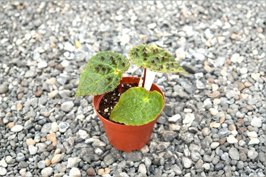 Begonia Ferox Live Plant Spiked Rare Begonia Rooted Indoor Tropical Houseplant Unique Plant Gift