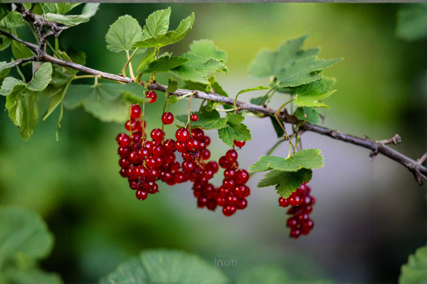 Red Currant Live Starter Plants – Set of 2 – 12–16+ Inch Tall – Ribes rubrum