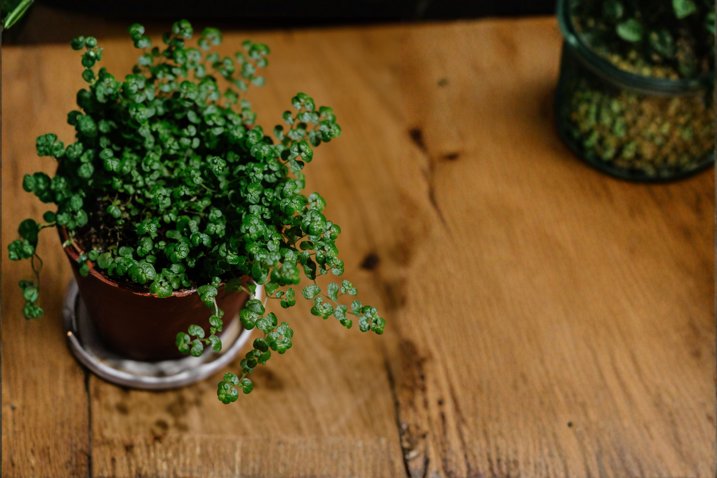 Baby Tears Live Plant in 1-Gallon Pot – Soleirolia soleirolii – Green Ground Cover